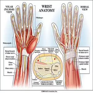 Wrist Anatomy